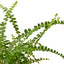 Close-up of the delicate, button-like foliage of a Lemon Button Fern