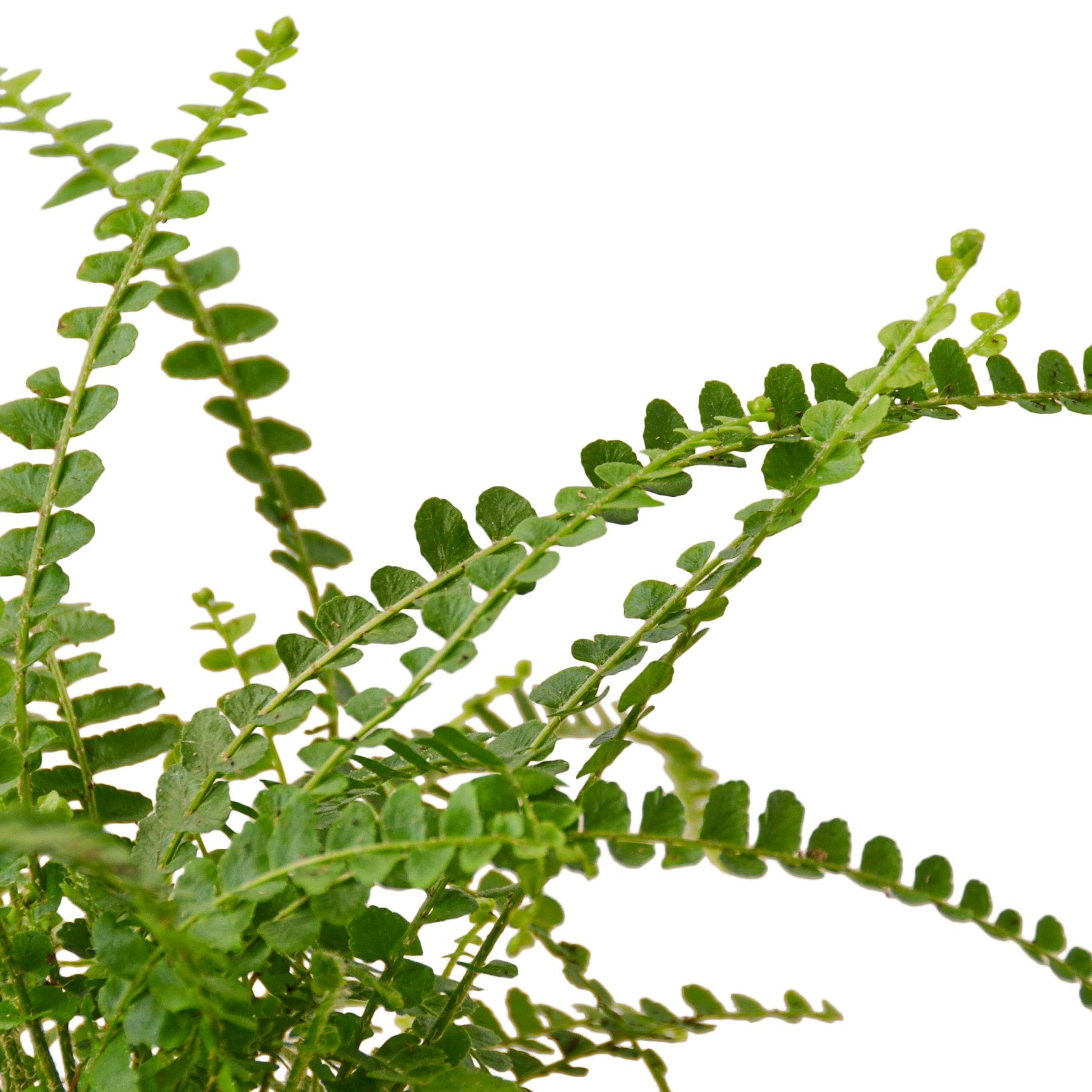 Close-up of the delicate, button-like foliage of a Lemon Button Fern