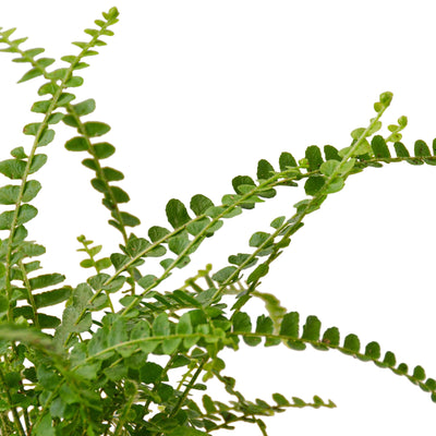Close-up of the delicate, button-like foliage of a Lemon Button Fern