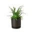 Compact Lemon Button Fern in a decorative pot, suitable for a desk or shelf