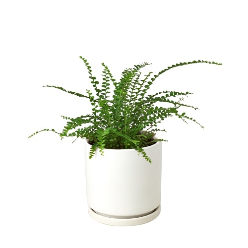 Detailed view of the small, rounded leaflets along the fronds of the Lemon Button Fern