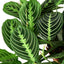 Close-up of a Maranta 'Lemon Lime' leaf showing its intricate symmetrical pattern and bright lime green veins.
