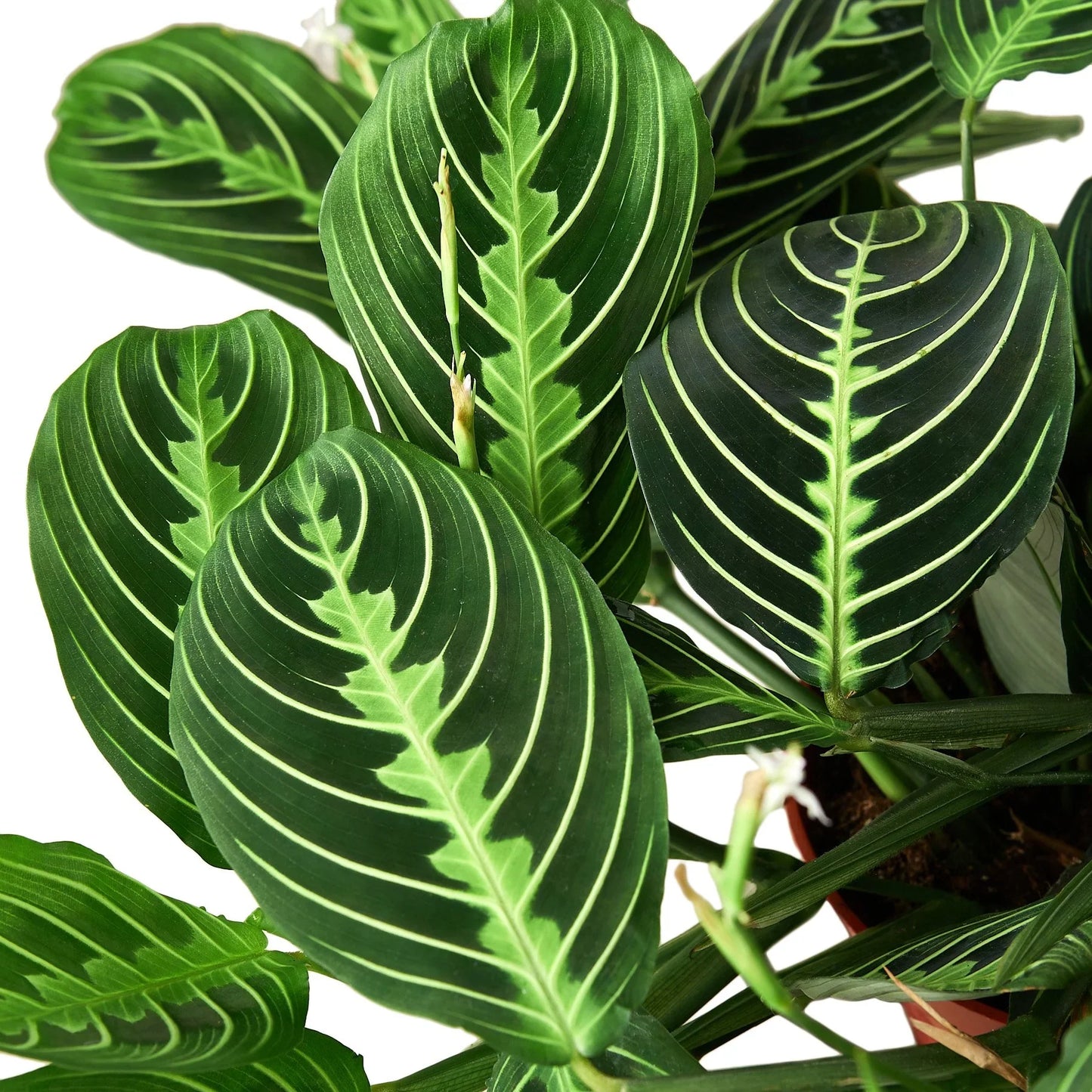 Close-up of a Maranta 'Lemon Lime' leaf showing its intricate symmetrical pattern and bright lime green veins.
