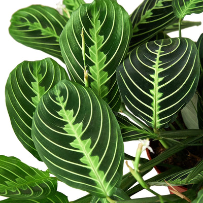 Close-up of a Maranta 'Lemon Lime' leaf showing its intricate symmetrical pattern and bright lime green veins.
