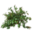 Detailed view of the thick, waxy, dark green leaves of the Lipstick Plant