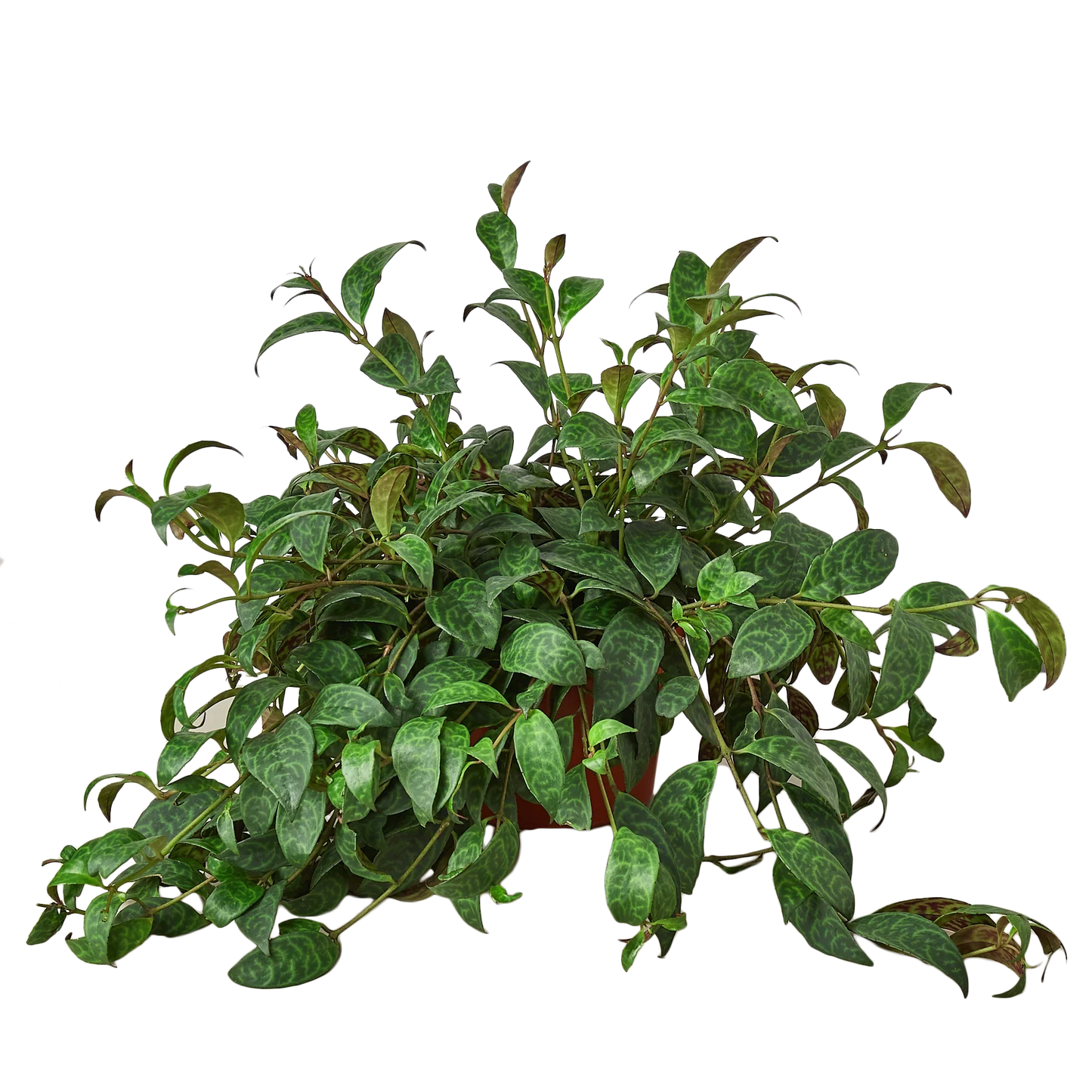 Detailed view of the thick, waxy, dark green leaves of the Lipstick Plant