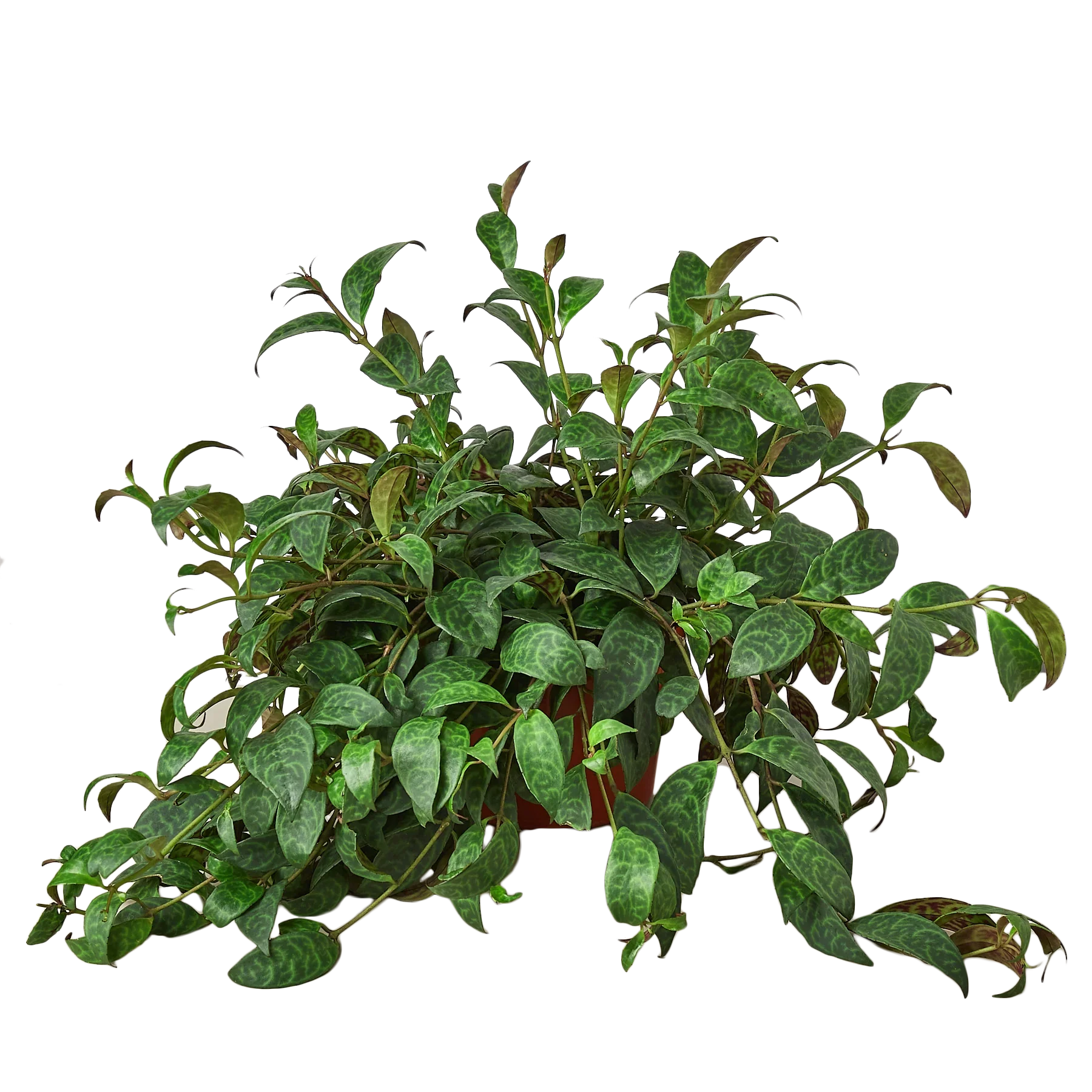 Detailed view of the thick, waxy, dark green leaves of the Lipstick Plant