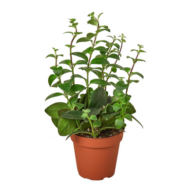 Lipstick Plant (Aeschynanthus) with glossy green leaves and vibrant red-orange tubular flowers