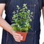 Lipstick Plant gracefully trailing from a hanging basket or elevated pot