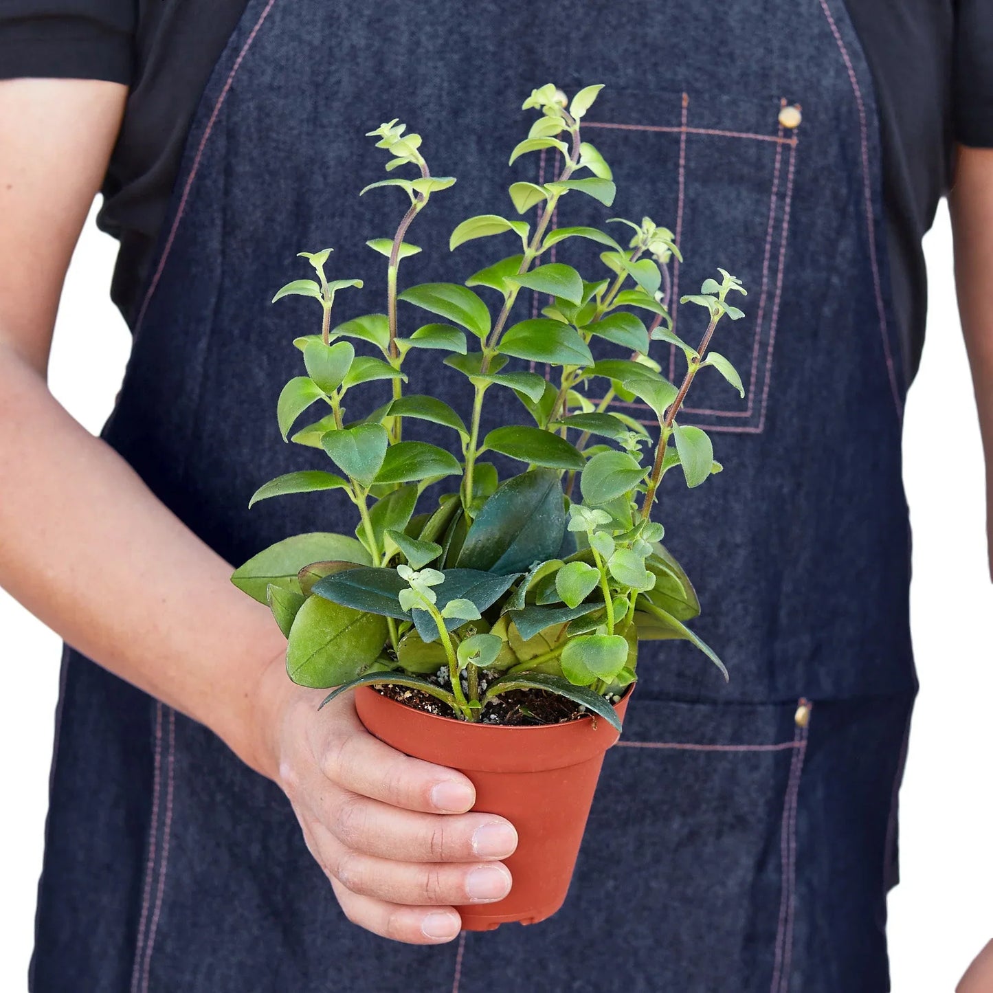 Lipstick Plant gracefully trailing from a hanging basket or elevated pot