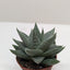 Gasteria 'Little Warty' displayed alongside other succulents in a mixed plant arrangement
