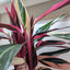 Full view of a healthy and bushy Stromanthe Triostar plant, showcasing its upright growth habit
