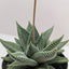 Close-up of the patterned, rubbery leaves of a Haworthia 'Miami'