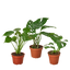 Monstera Bundle featuring Monstera deliciosa, Rhaphidophora tetrasperma, and Monstera adansonii