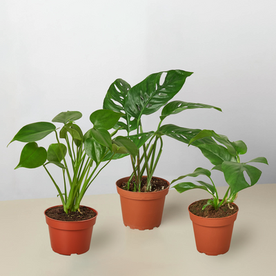 Large Monstera deliciosa with classic split leaves, included in bundle
