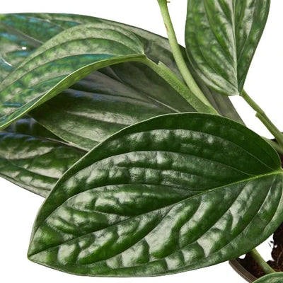 Close-up of the rigid, textured surface and iridescent sheen of a Monstera 'Peru' leaf