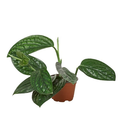 Monstera 'Peru' plant with uniquely puckered, iridescent green leaves
