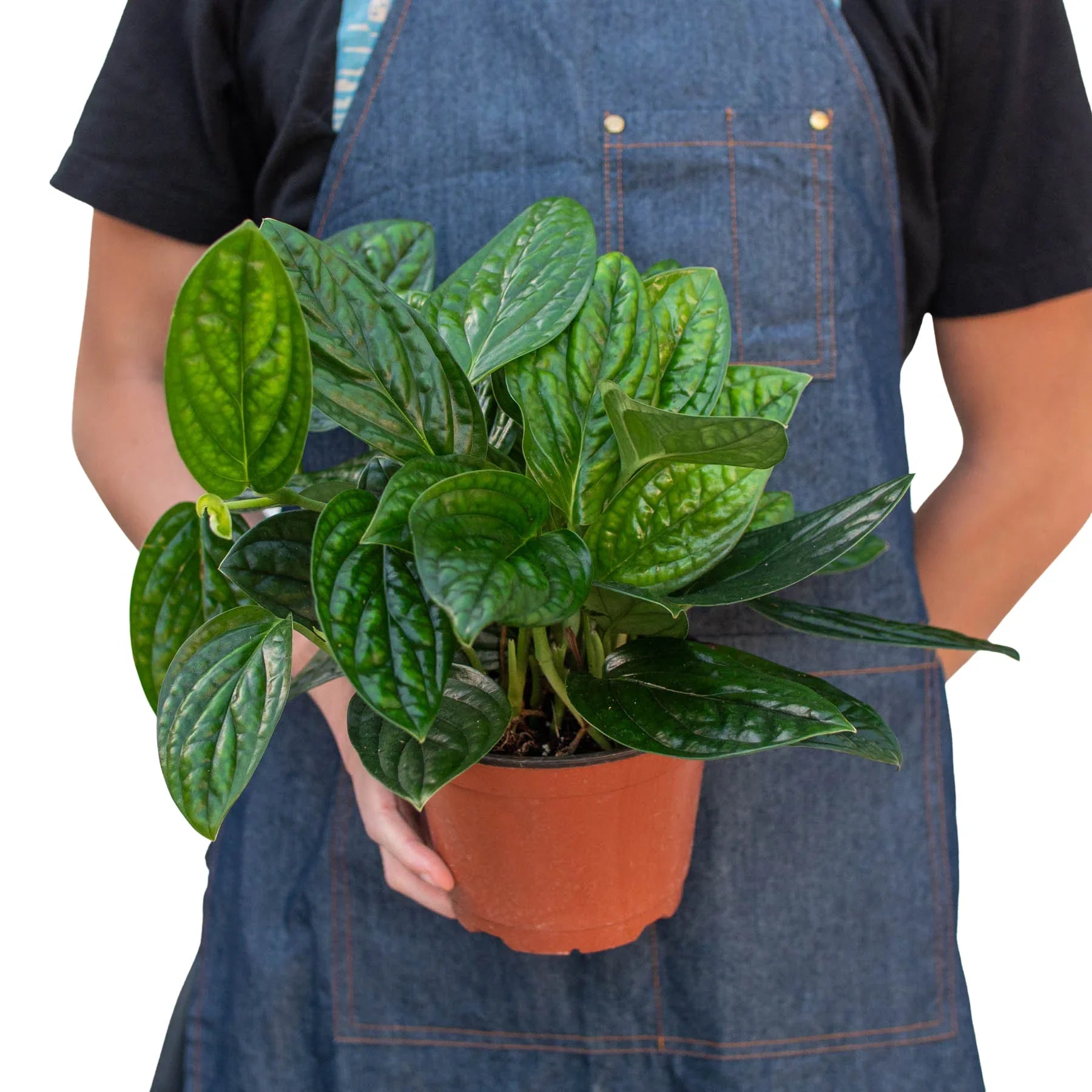 Monstera 'Peru' in a decorative pot, showcasing its upright growth