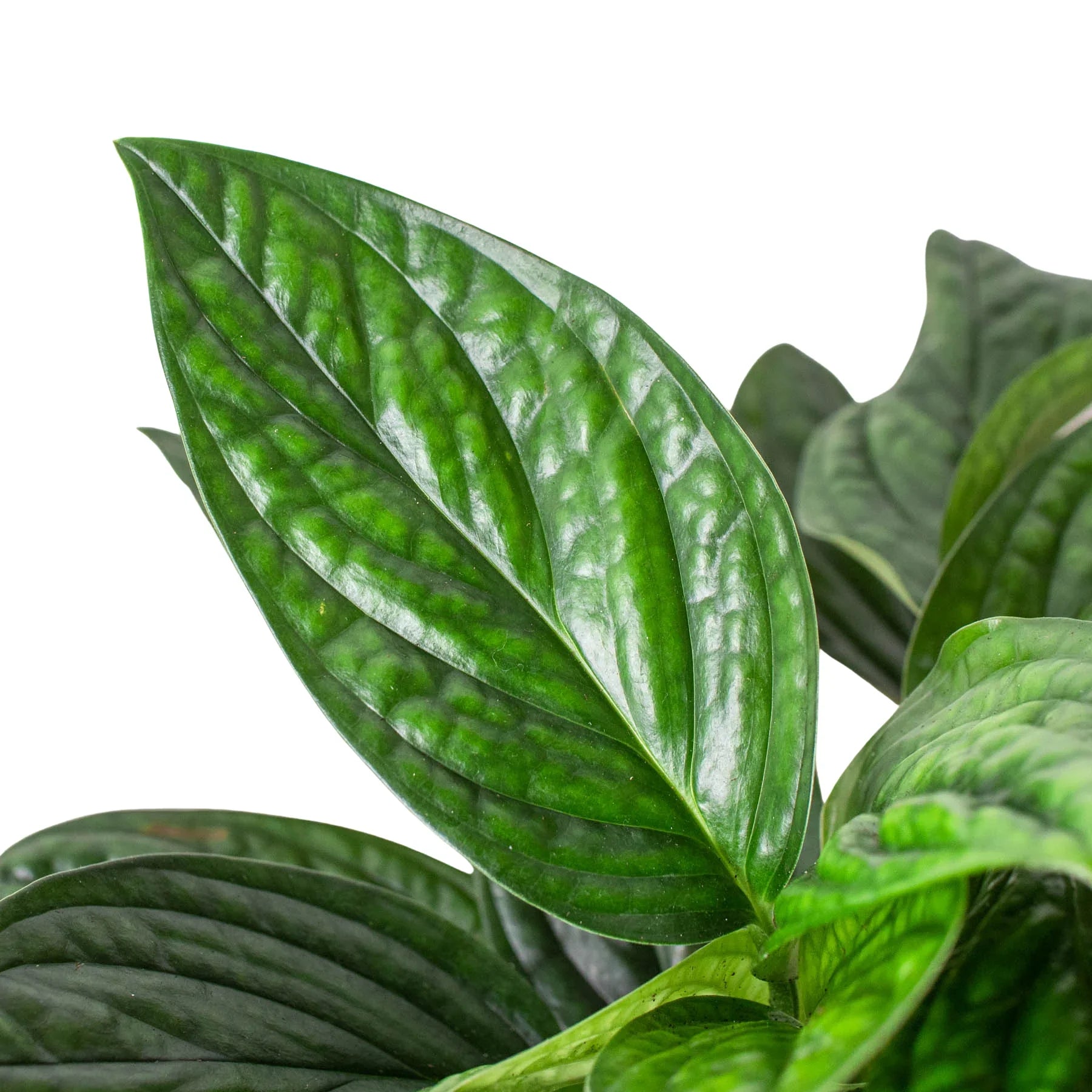 Monstera 'Peru' as part of a vibrant indoor tropical plant collection