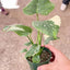 Monstera 'Thai Constellation' enhancing modern home decor