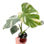Monstera 'Thai Constellation' rare variegated plant