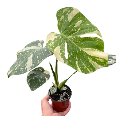 Monstera 'Thai Constellation' rare variegated plant