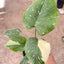 Mature Monstera 'Thai Constellation' with fenestrated variegated leaves

