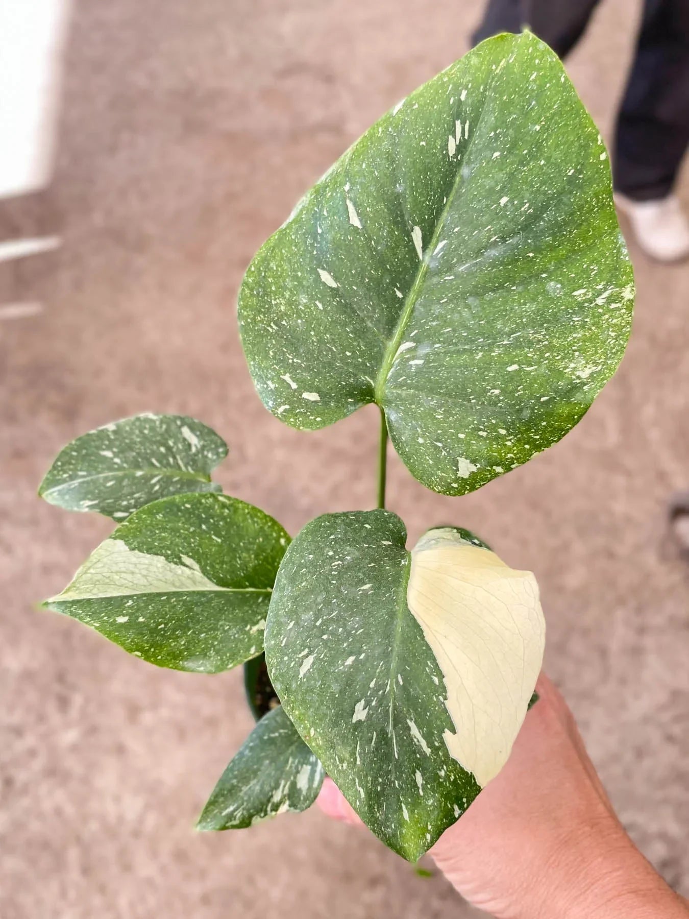 Mature Monstera 'Thai Constellation' with fenestrated variegated leaves


