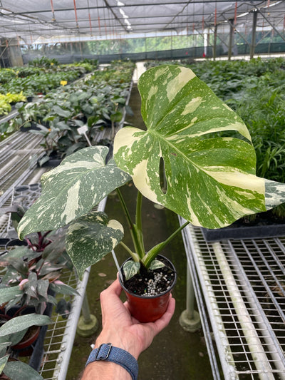 Close-up of starry white variegation on Monstera 'Thai Constellation' leaf
