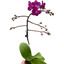 Elegant Moon Orchid (Phalaenopsis amabilis) with multiple large, flat white blooms