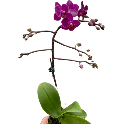 Elegant Moon Orchid (Phalaenopsis amabilis) with multiple large, flat white blooms