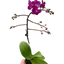 Phalaenopsis orchid with stunning pink blooms, showcasing its branching flower spike