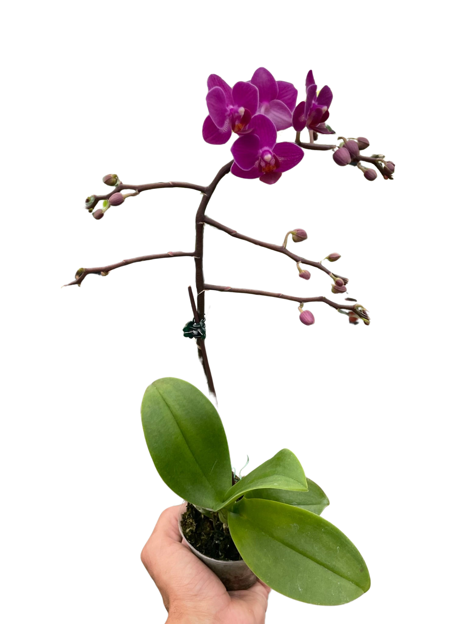 Phalaenopsis orchid with stunning pink blooms, showcasing its branching flower spike
