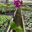 Close-up of a single Phalaenopsis orchid bloom, showing its delicate petals and center