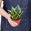 Snake Plant 'Black Gold' in a decorative pot, highlighting its upright, architectural form