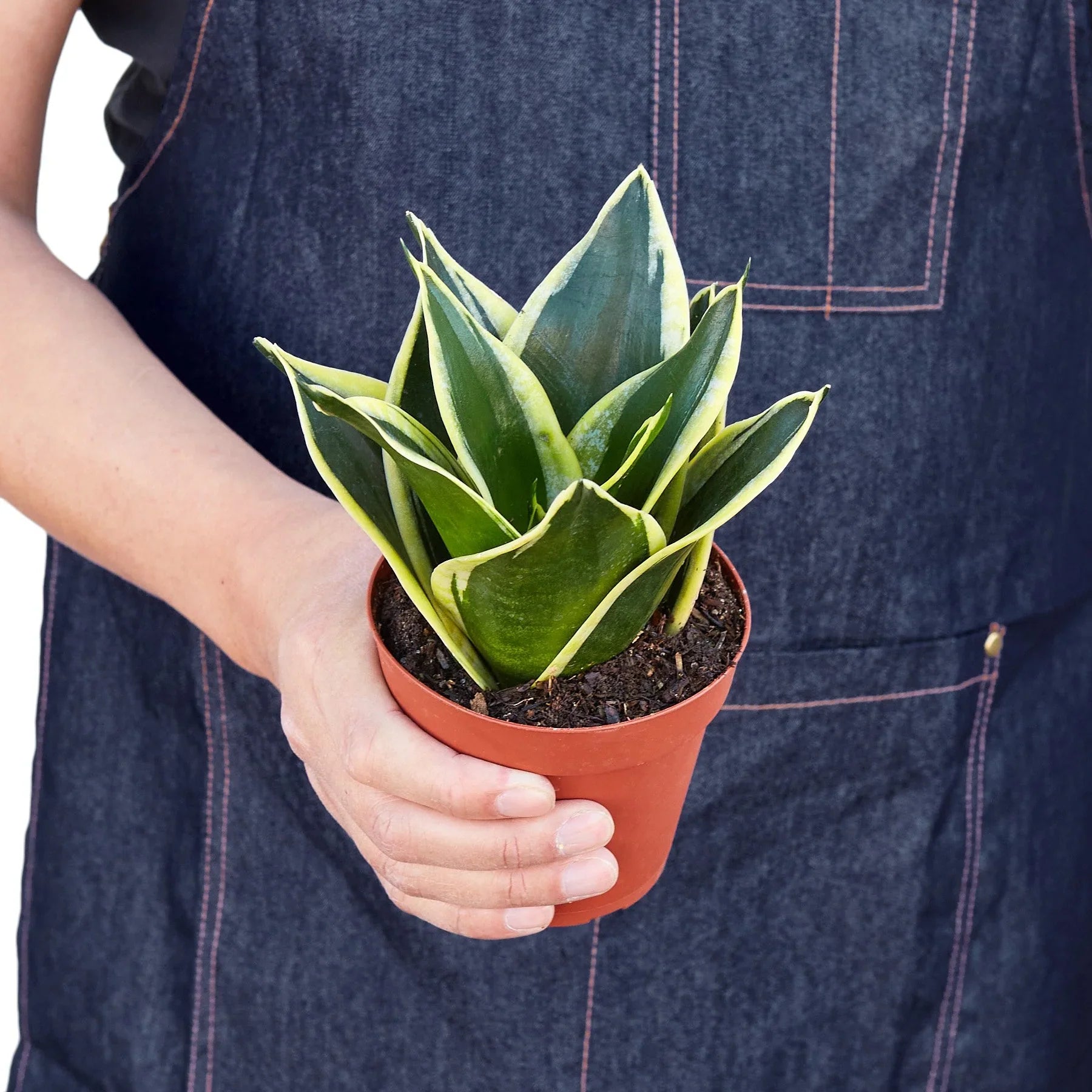 Snake Plant 'Black Gold' in a decorative pot, highlighting its upright, architectural form