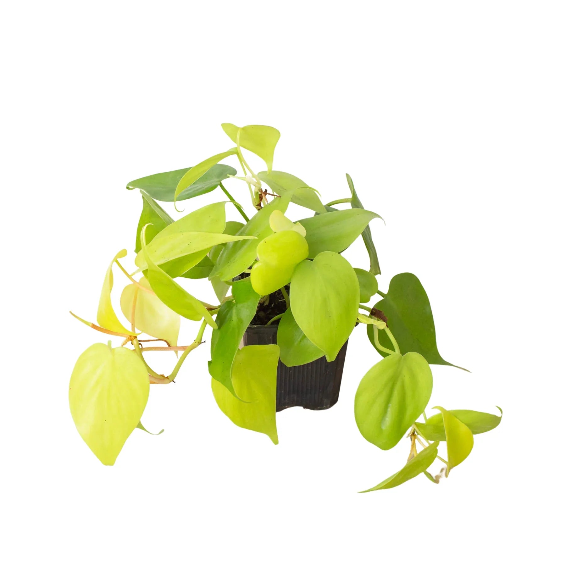 Philodendron 'Neon' plant trailing elegantly from a bookshelf as part of home decor
