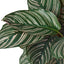 Calathea 'Ornata' in a decorative pot, showcasing its full, upright foliage
