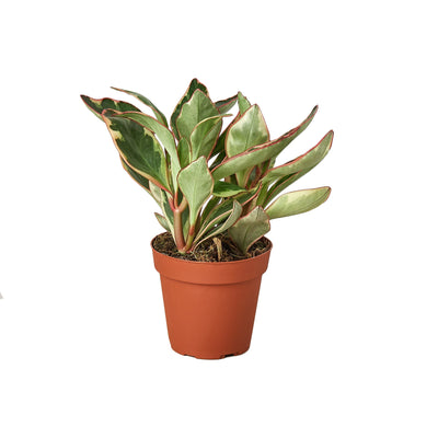 Peperomia 'Ginny' houseplant with variegated green, cream, and red-edged oval leaves in a pot

