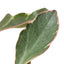 Peperomia 'Ginny' leaves displaying pronounced pinkish-red edges under bright indirect light
