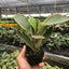 Peperomia 'Ginny' in a small, stylish pot, showcasing its compact size and colorful appeal

