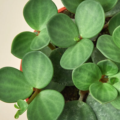 Close-up of the small, round, green leaves of Peperomia 'Hope'