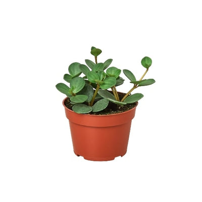 Peperomia 'Hope' plant with delicate small round green leaves trailing from a pot
