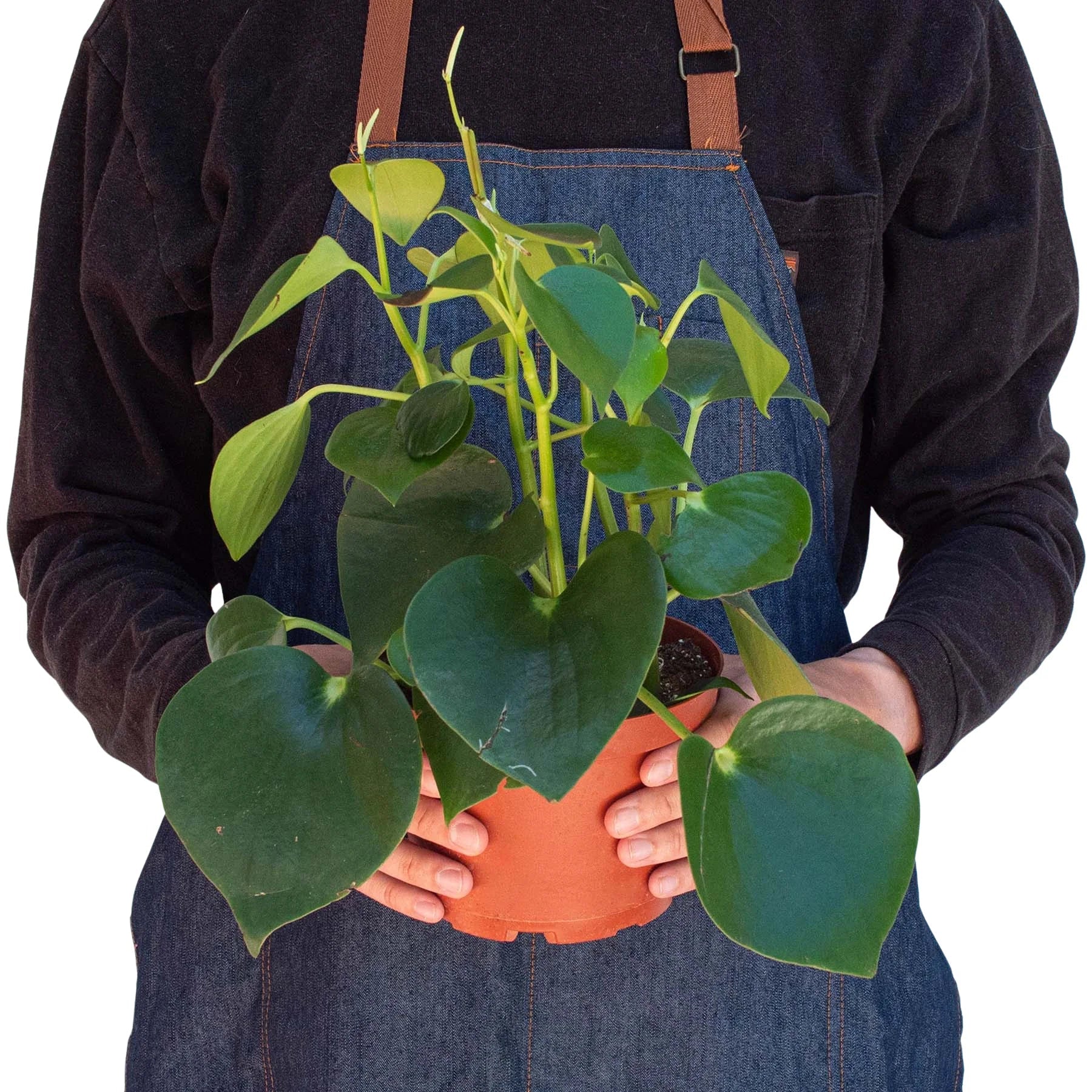 Peperomia 'Raindrop' in a decorative pot, showcasing its charming and compact growth