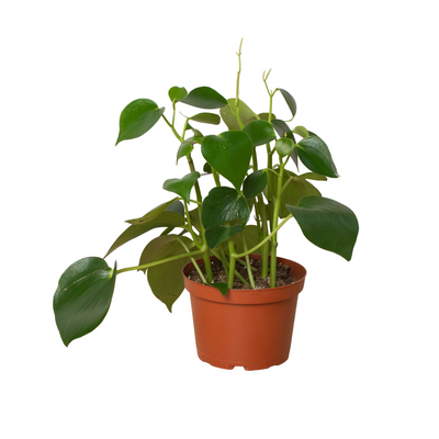 Peperomia 'Raindrop' plant with its distinctive fat, thick, shiny, raindrop-shaped leaves