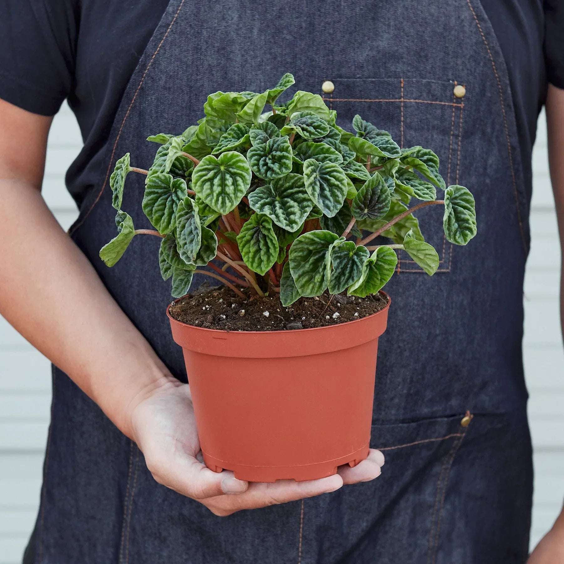 Underside view of Peperomia 'Ripple' leaves showcasing their lighter green color and distinct venation
