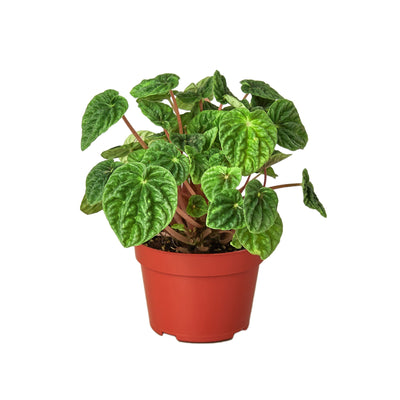 Peperomia 'Ripple' houseplant with deeply furrowed, heart-shaped green leaves in a terracotta pot