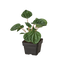 Side view of a bushy Peperomia 'Ripple' plant in a decorative planter, showing its compact growth
