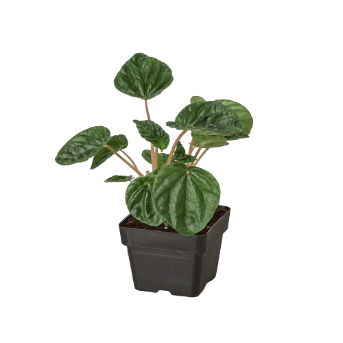 Side view of a bushy Peperomia 'Ripple' plant in a decorative planter, showing its compact growth
