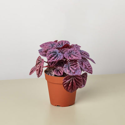 Close-up of a Peperomia 'Ripple Red' leaf showing its unique rippled texture and deep coloration